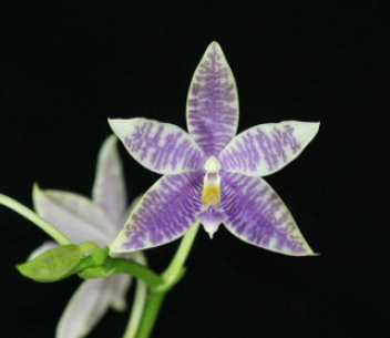 蝴蝶兰- 多伦多绿洲花卉